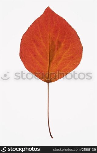 Red Bradford Pear leaf against white background.