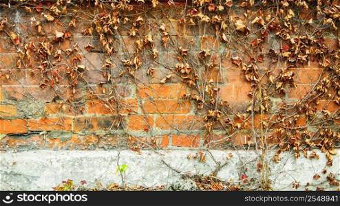 Red brick wall background with dry withered ivy leaves plants
