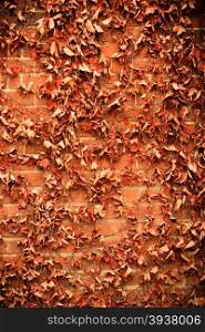 Red brick wall background with dry withered ivy leaves plants