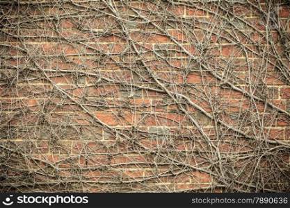 Red brick wall background with dry withered ivy plants. Abstract textured decorative backgrounds