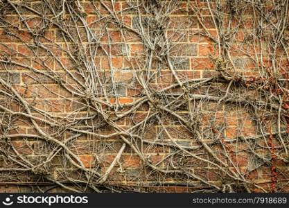 Red brick wall background with dry withered ivy plants. Abstract textured decorative backgrounds