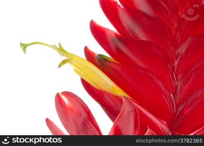Red bromelia flower on white background.