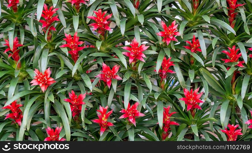 Red Bromeliads flowers in the garden.