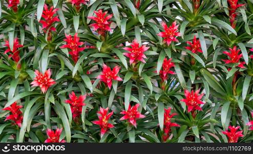 Red Bromeliads flowers in the garden.