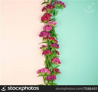 red buds blooming Turkish carnations Dianthus barbatus on a pastel background, fashionable concept, top view, flat lay, copy space