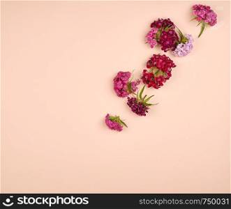 red buds blooming Turkish carnations Dianthus barbatus on a peachpastel background, fashionable concept, flat lay, copy space