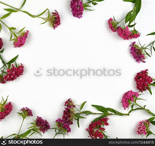 red buds blooming Turkish carnations Dianthus barbatus on a white background, flat lay, copy space