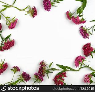 red buds blooming Turkish carnations Dianthus barbatus on a white background, flat lay, copy space