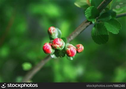 Red buds of a blossoming apple tree closeup against a background of greenery. Selective focus on foreground, space for copy.. Red Buds Of Apple Blossom Closeup