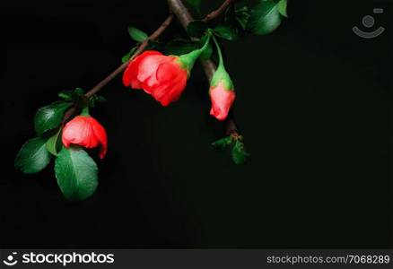 Red buds of Japanese Quince on a black background. Greeting card, space for copy, selective soft focus.. Flower Of The Japanese Quince Closeup
