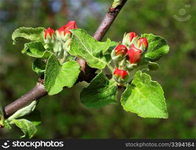red buds on spring apple-tree blossom beginnings