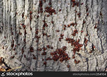 Red bugs bask in the sun on tree bark. Autumn warm-soldiers for beetles.. Red bugs bask in the sun on tree bark. Autumn warm-soldiers for beetles