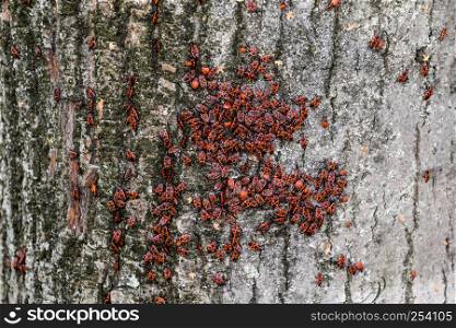 Red bugs bask in the sun on tree bark. Autumn warm-soldiers for beetles.. Red bugs bask in the sun on tree bark. Autumn warm-soldiers for beetles