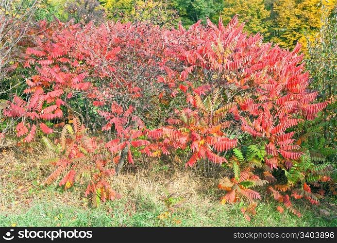 Red bush in autumn city park