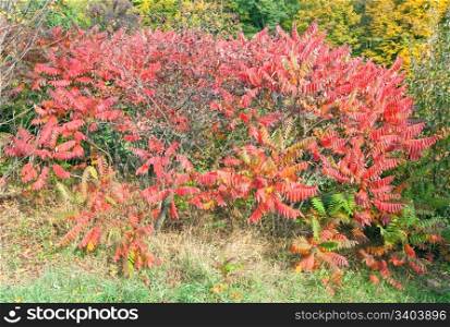 Red bush in autumn city park