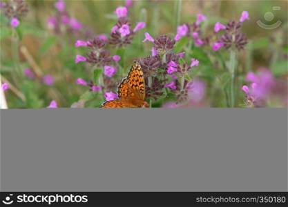 Red butterfly among violet flowers