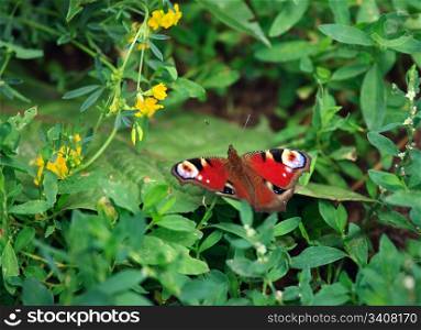 Red butterfly at the green grass