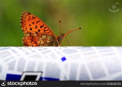 red butterfly on abstract surface