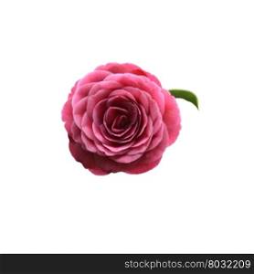 Red camellia flower . Red camellia flower frontal view with green leaf isolated on white.