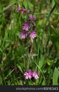 Red campion in natural environment