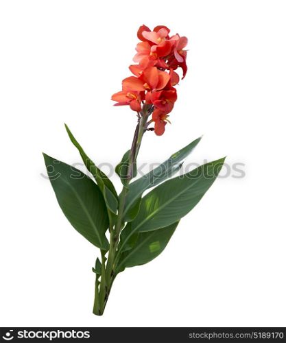 Red Canna lily isolated on white background. Red Canna lily