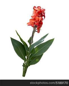 Red Canna lily isolated on white background. Red Canna lily