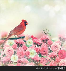 Red Cardinal Bird Perches In Rose Garden