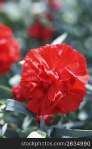 Red carnation