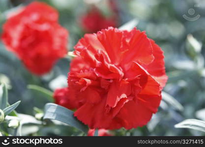 Red carnation