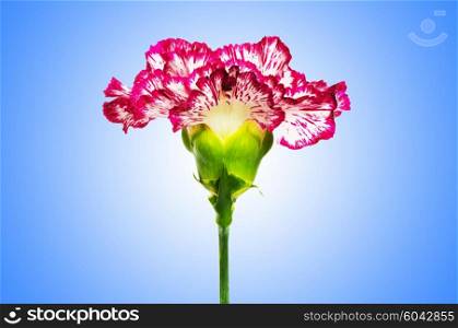 Red carnation against gradient