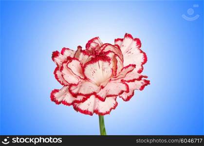 Red carnation against gradient