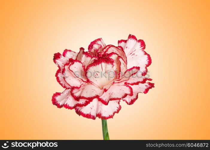 Red carnation against gradient