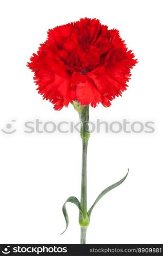 red carnation close-up on a white background
