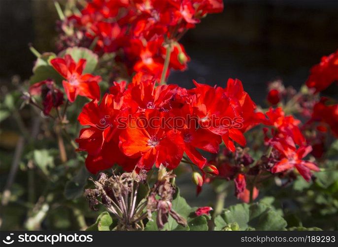 Red carnation flower, close up, horizontal image