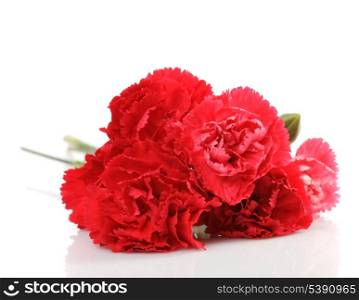 red carnation flower isolated on white