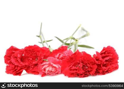 red carnation flowers isolated on white