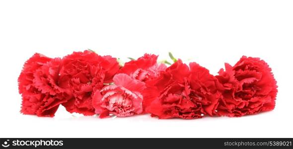 Red carnation flowers isolated on white background