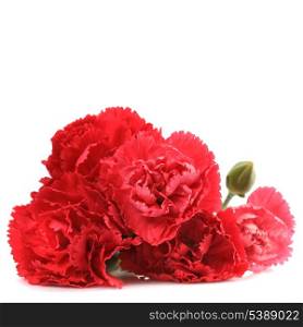 Red carnation flowers isolated on white background