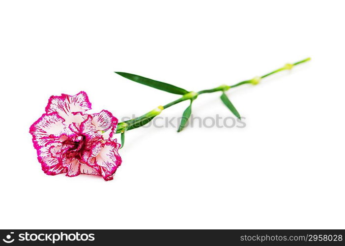 Red carnation isolated on the white background