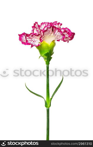 Red carnation isolated on the white background