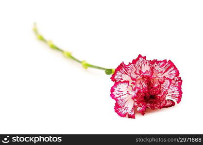 Red carnation isolated on the white background