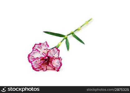 Red carnation isolated on the white background