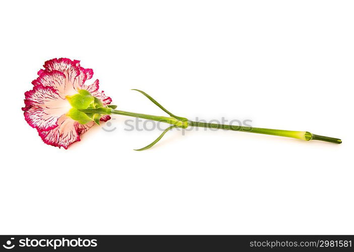 Red carnation isolated on the white background