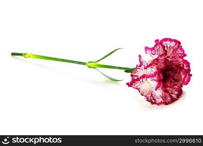 Red carnation isolated on the white background