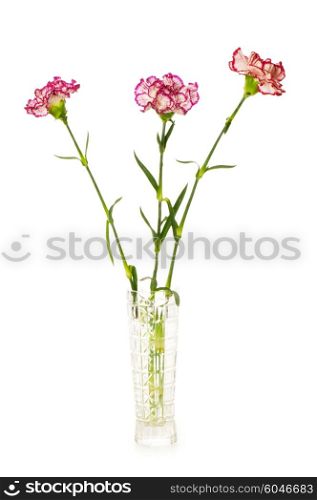 Red carnation isolated on the white background