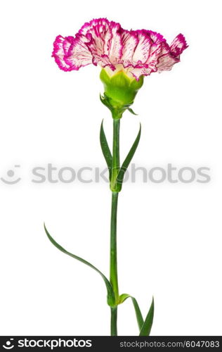 Red carnation isolated on the white background