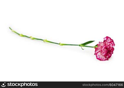 Red carnation isolated on the white background