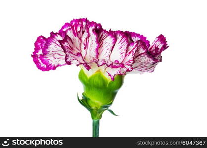 Red carnation isolated on the white background