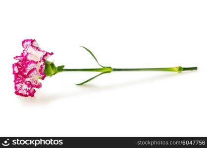 Red carnation isolated on the white background