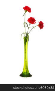 Red carnation isolated on the white background